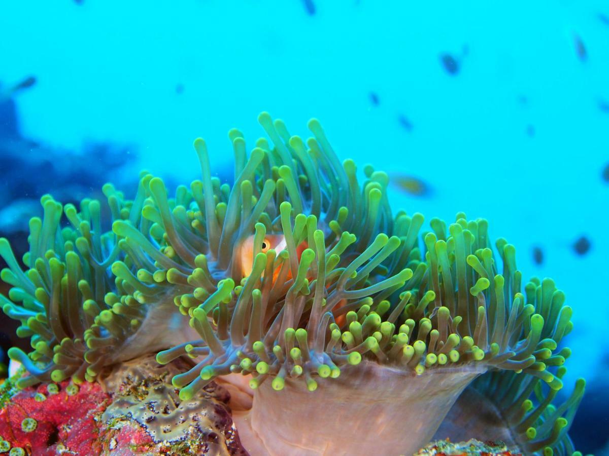 White Dhigurah 3* Dhigurah (Alif Dhaal Atoll)